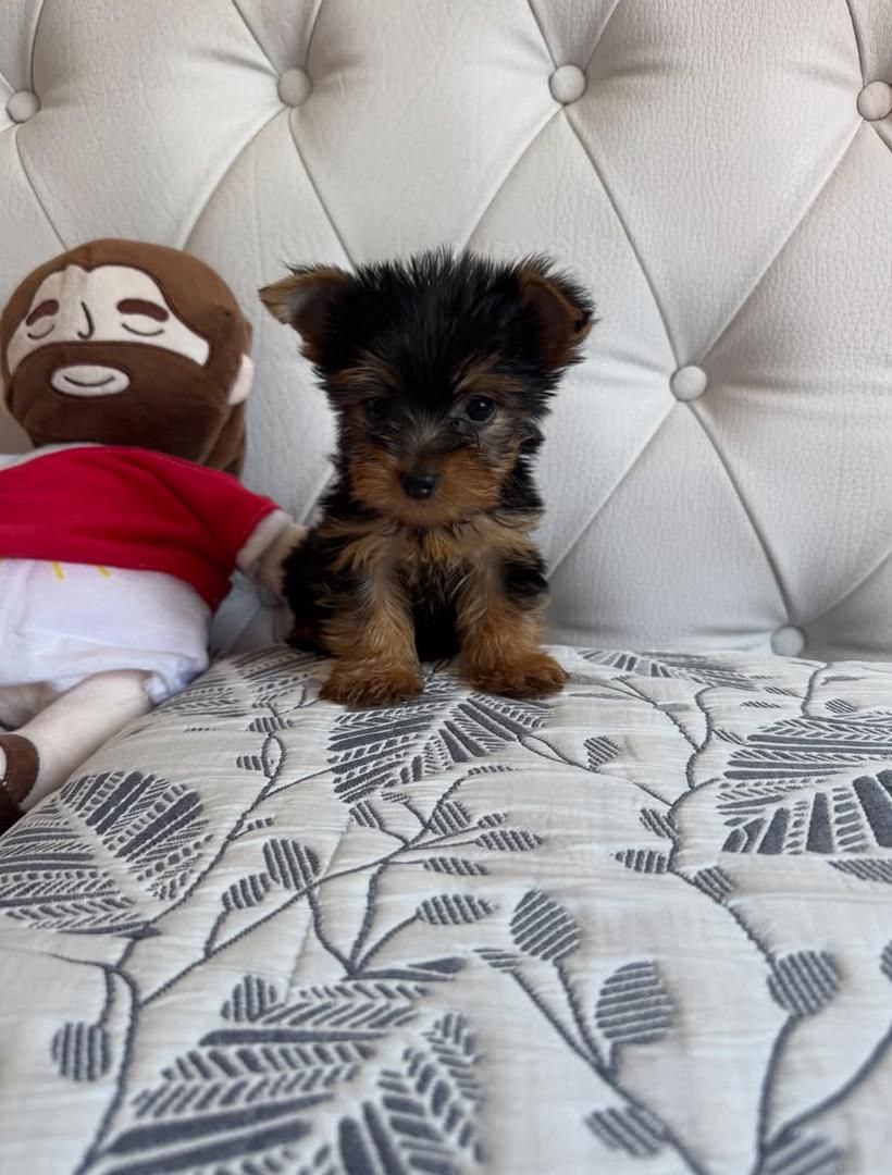 jossa - Yorkshire Terrier Puppy